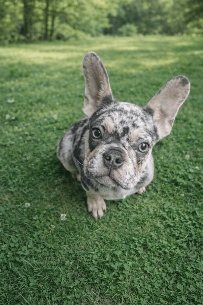 Alvin Mâle Bouledogue francais