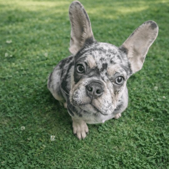 Alvin Mâle Bouledogue francais