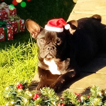 chien Bouledogue francais Cacao ARIZONA Élevage du Domaine Étoilé 🌟