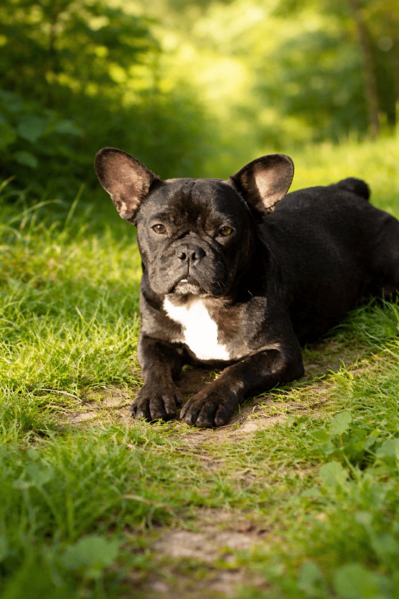 Arizona Élevage de la famille dog étoilée 🌟 Femelle Bouledogue francais