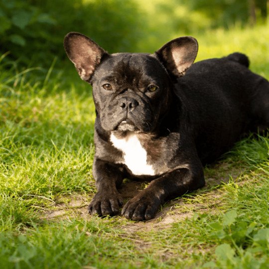 Arizona Élevage de la famille dog étoilée 🌟 Femelle Bouledogue francais