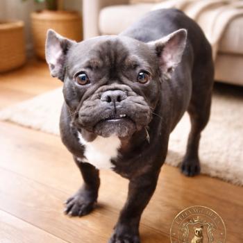 chien Bouledogue francais Cacao Arizona Élevage de la famille dog étoilée 🌟 Élevage de la famille dog étoilée