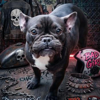 chien Bouledogue francais Cacao Arizona Élevage de la famille dog étoilée 🌟 Élevage de la famille dog étoilée