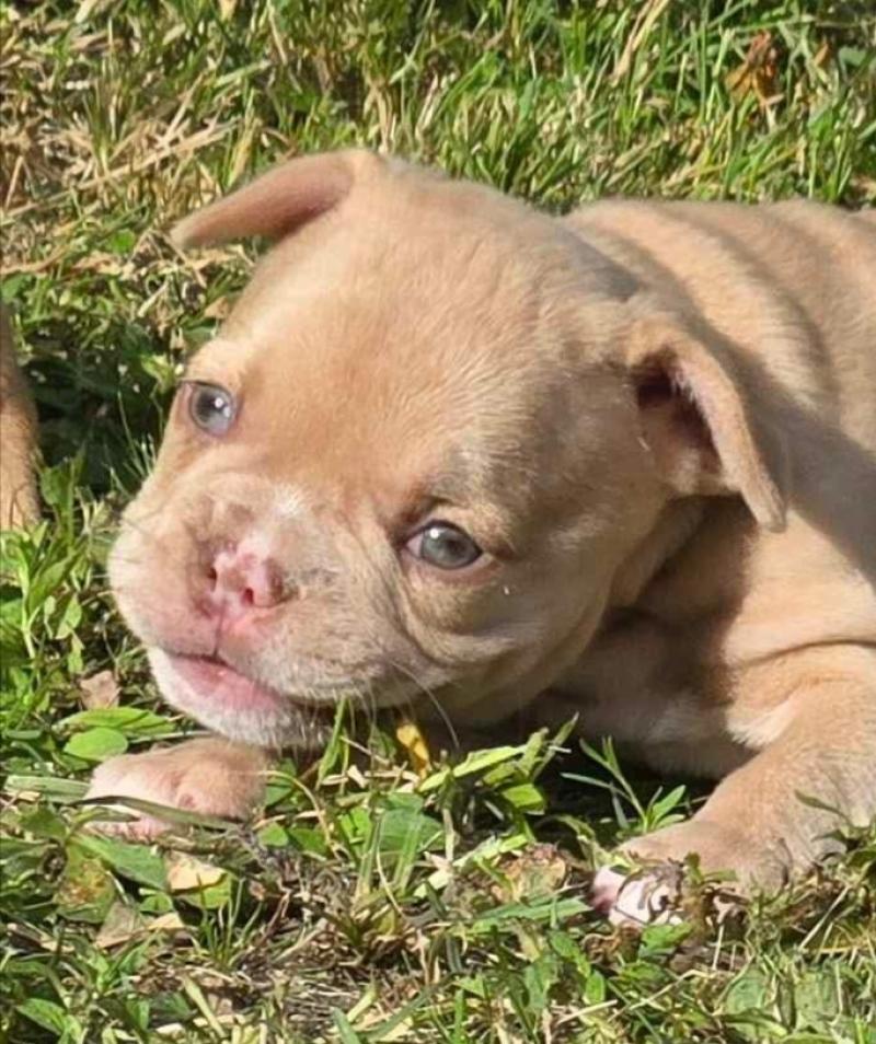 Bentley Mâle Bouledogue francais