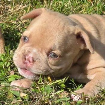 chien Bouledogue francais Isabella fawn merle Bentley Élevage de la famille dog étoilée