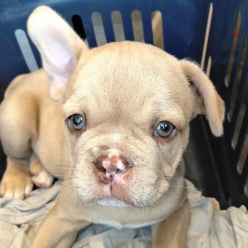 chien Bouledogue francais Isabella fawn merle Bentley Élevage de la famille dog étoilée