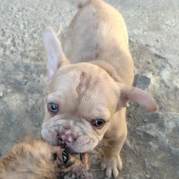 chien Bouledogue francais Isabella fawn merle Bentley Élevage de la famille dog étoilée