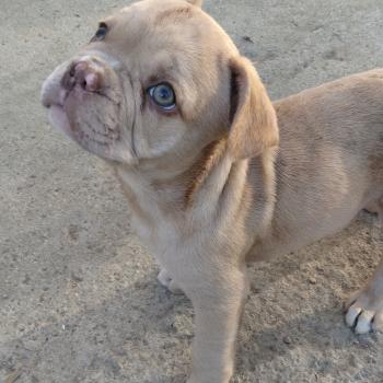 chien Bouledogue francais Isabella fawn merle Bentley Élevage de la famille dog étoilée