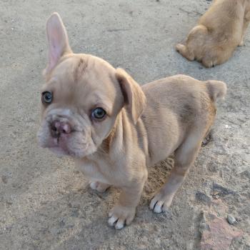 chien Bouledogue francais Isabella fawn merle Bentley Élevage de la famille dog étoilée