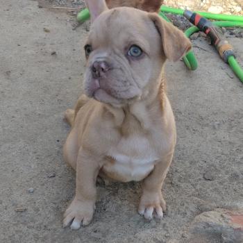 chien Bouledogue francais Isabella fawn merle Bentley Élevage de la famille dog étoilée