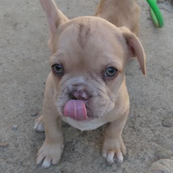 chien Bouledogue francais Isabella fawn merle Bentley Élevage de la famille dog étoilée