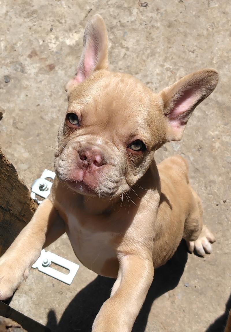 Bentley Mâle Bouledogue francais