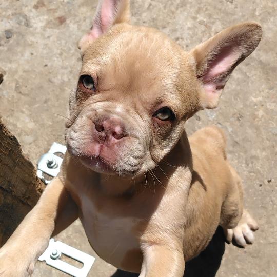 Bentley Mâle Bouledogue francais