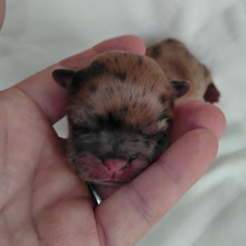 chiot Bouledogue francais Fauve merle Betsy Élevage de la famille dog étoilée