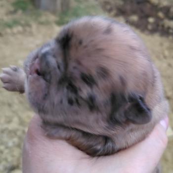 chiot Bouledogue francais Merle Betsy Élevage de la famille dog étoilée