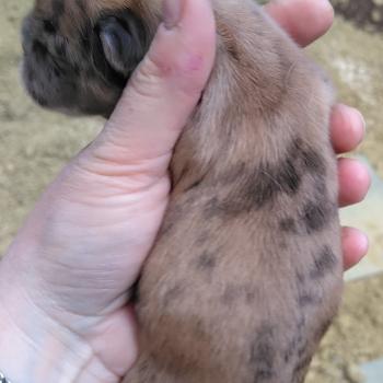 chiot Bouledogue francais Merle Betsy Élevage de la famille dog étoilée