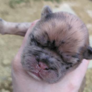 chiot Bouledogue francais Merle Betsy Élevage de la famille dog étoilée