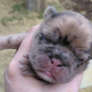 chiot Bouledogue francais Merle Betsy Élevage de la famille dog étoilée