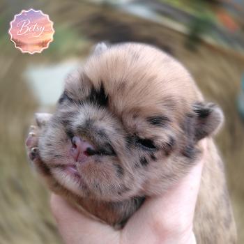 chiot Bouledogue francais Merle Betsy Élevage de la famille dog étoilée