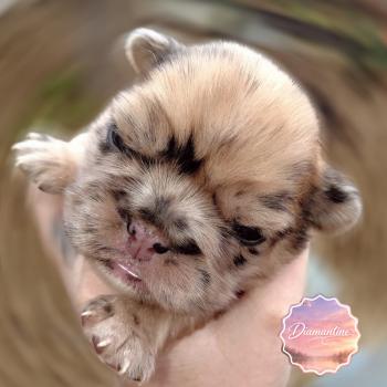 chiot Bouledogue francais Merle Betsy Élevage de la famille dog étoilée