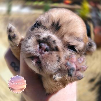 chiot Bouledogue francais Fauve Merle Diamantine Élevage de la famille dog étoilée