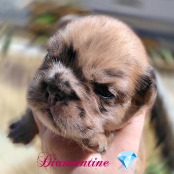 chiot Bouledogue francais Fauve Merle Diamantine Élevage de la famille dog étoilée