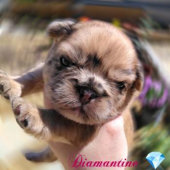 chiot Bouledogue francais Fauve Merle Diamantine Élevage de la famille dog étoilée