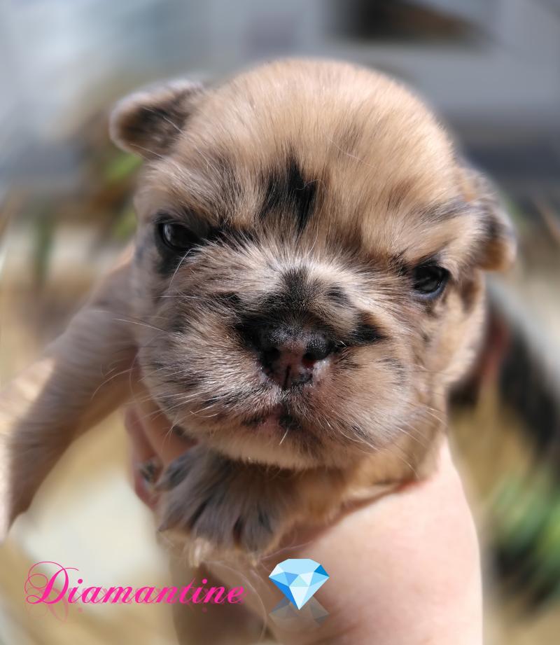 Diamantine Femelle Bouledogue francais