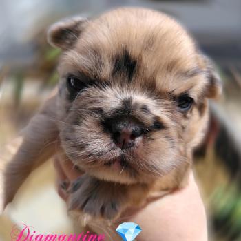 chiot Bouledogue francais Fauve Merle Diamantine Élevage de la famille dog étoilée