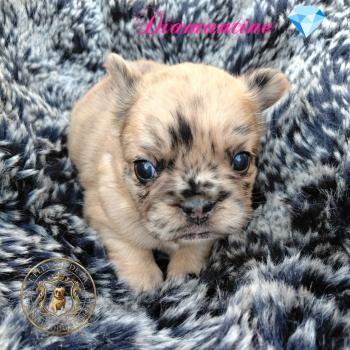 chiot Bouledogue francais Fluffy Fauve Merle Diamantine Élevage de la famille dog étoilée