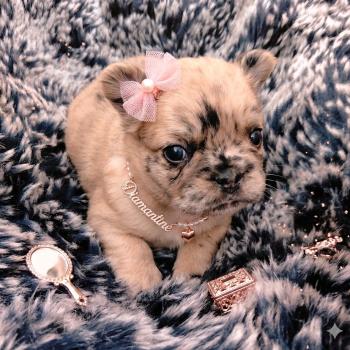 chiot Bouledogue francais Fluffy Fauve Merle Diamantine Élevage de la famille dog étoilée