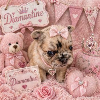 chiot Bouledogue francais Fluffy Fauve Merle Diamantine Élevage de la famille dog étoilée