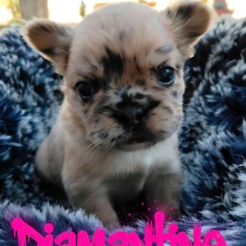 chiot Bouledogue francais Fluffy Fauve Merle Diamantine Élevage de la famille dog étoilée