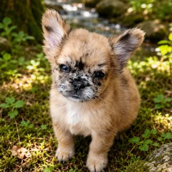 chiot Bouledogue francais Fluffy Fauve Merle Diamantine Élevage de la famille dog étoilée