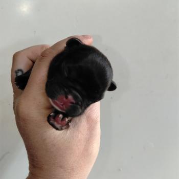 chiot Bouledogue francais Fauve charbonné masque noir Blake Élevage de la famille dog étoilée