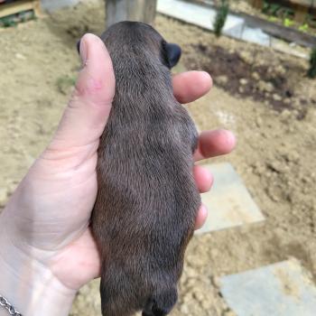 chiot Bouledogue francais ? Blake Élevage de la famille dog étoilée