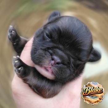 chiot Bouledogue francais ? Blake Élevage de la famille dog étoilée
