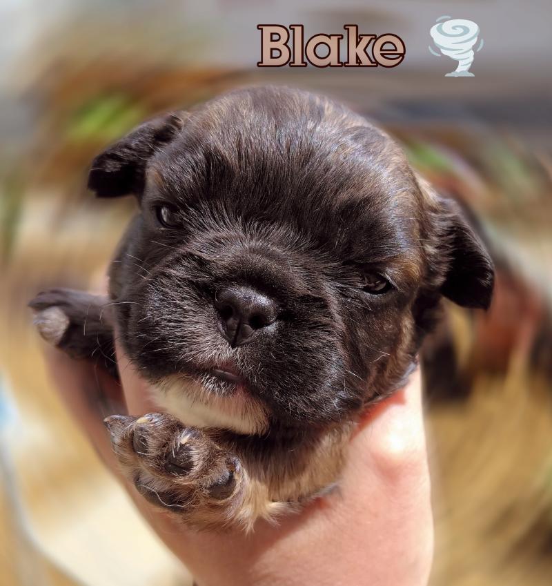 Blake Mâle Bouledogue francais