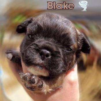 chiot Bouledogue francais ? Blake Élevage de la famille dog étoilée