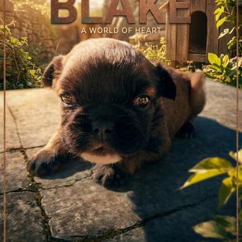 chiot Bouledogue francais Fluffy Fauve rouge masque noir Blake Élevage de la famille dog étoilée