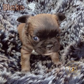 chiot Bouledogue francais Fluffy Fauve rouge masque noir Blake Élevage de la famille dog étoilée