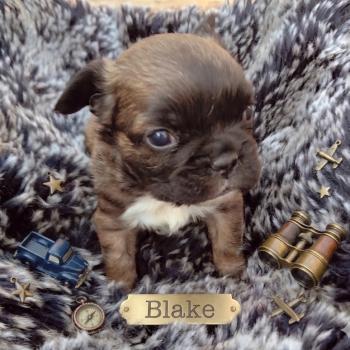 chiot Bouledogue francais Fluffy Fauve rouge masque noir Blake Élevage de la famille dog étoilée
