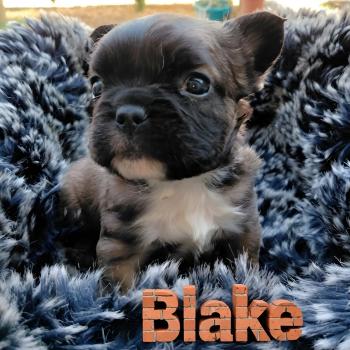 chiot Bouledogue francais Fluffy Fauve rouge masque noir Blake Élevage de la famille dog étoilée