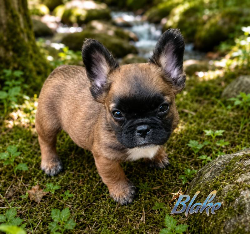 Blake Mâle Bouledogue francais