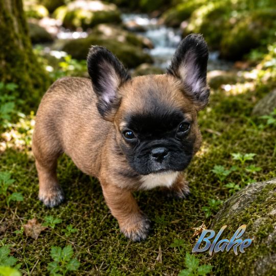 Blake Mâle Bouledogue francais