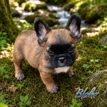 chiot Bouledogue francais Fluffy Fauve rouge masque noir Blake Élevage de la famille dog étoilée