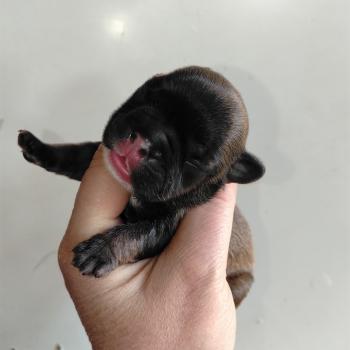chiot Bouledogue francais Fauve charbonné masque noir Finn Élevage de la famille dog étoilée