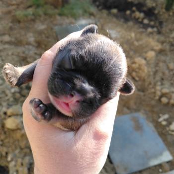 chiot Bouledogue francais ? Finn Élevage de la famille dog étoilée