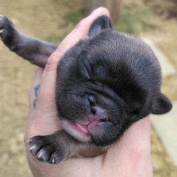 chiot Bouledogue francais ? Finn Élevage de la famille dog étoilée