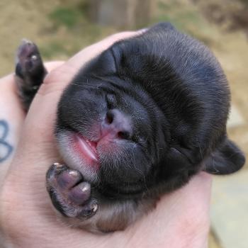 chiot Bouledogue francais ? Finn Élevage de la famille dog étoilée